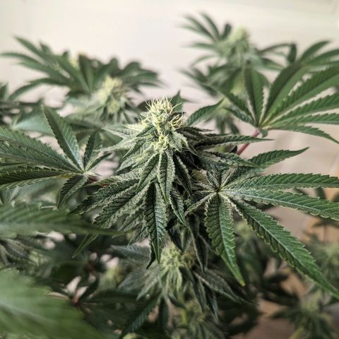 Apple Candies growlog timeline photo