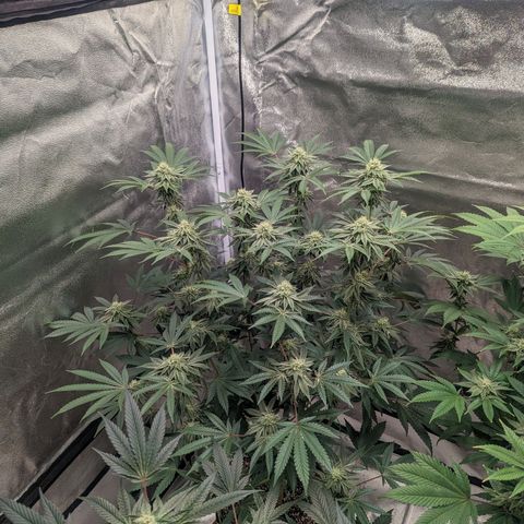 Apple Candies growlog timeline photo
