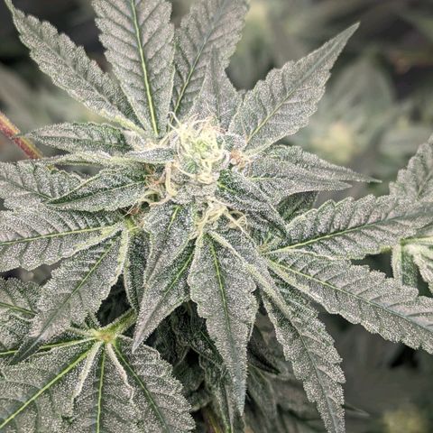 Apple Candies growlog timeline photo