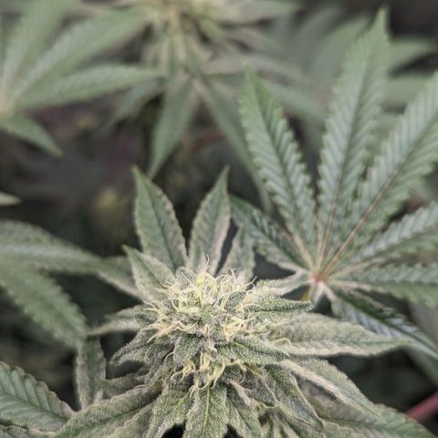 Apple Candies growlog timeline photo