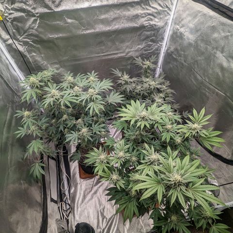 Apple Candies growlog timeline photo