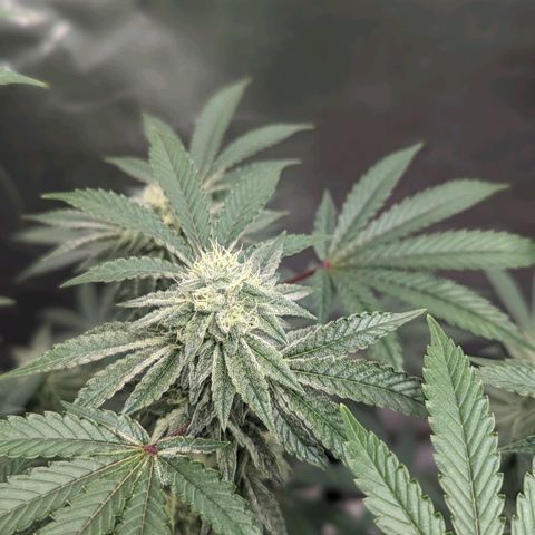 Apple Candies growlog timeline photo