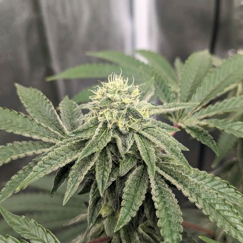 Apple Candies growlog timeline photo