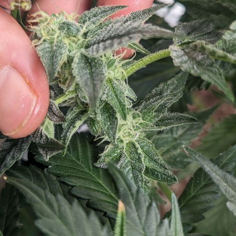 Apple Candies growlog timeline photo