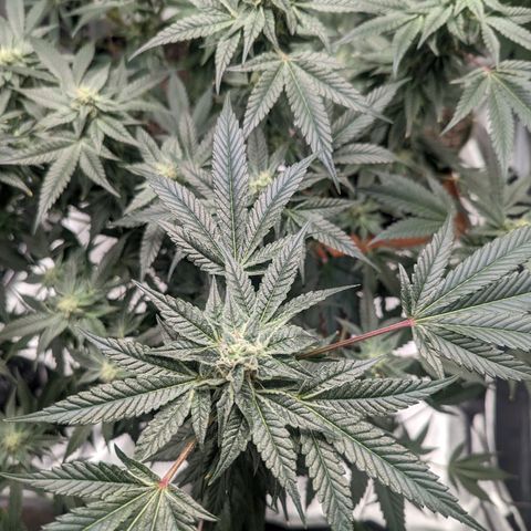Apple Candies growlog timeline photo