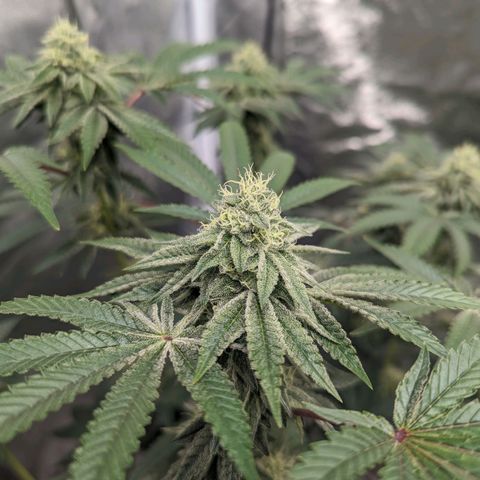 Apple Candies growlog timeline photo