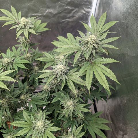 Apple Candies growlog timeline photo