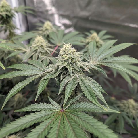 Apple Candies growlog timeline photo