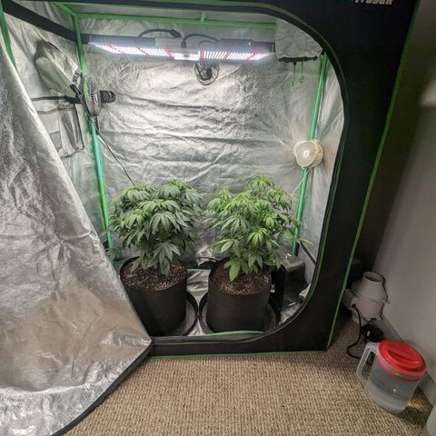 Lemon Cherry Gelato x Black Velvet #1 growlog timeline photo