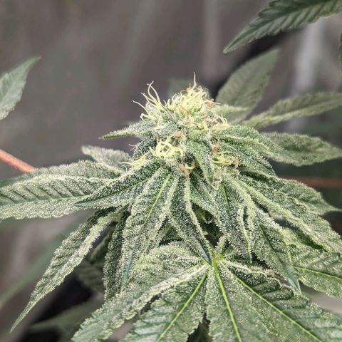 Apple Candies growlog timeline photo