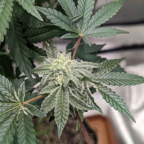 Apple Candies growlog timeline photo