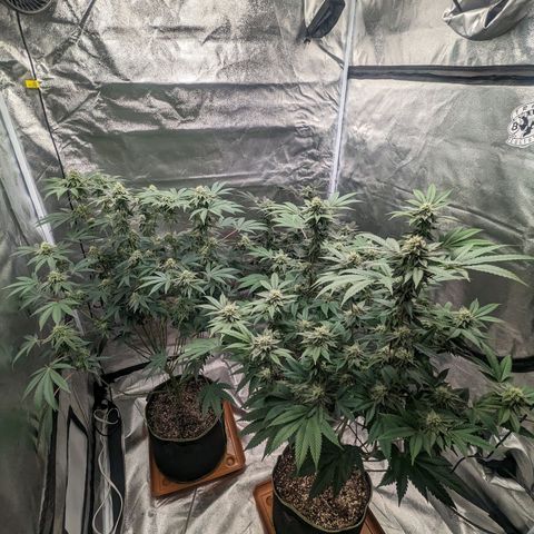 Apple Candies growlog timeline photo