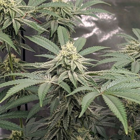 Apple Candies growlog timeline photo