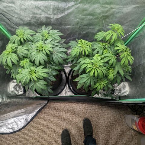Lemon Cherry Gelato x Black Velvet #1 growlog timeline photo
