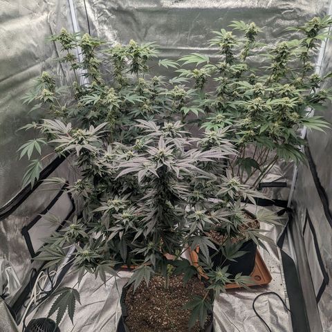 Apple Candies growlog timeline photo