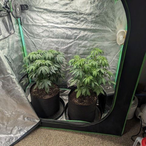 Lemon Cherry Gelato x Black Velvet #1 growlog timeline photo
