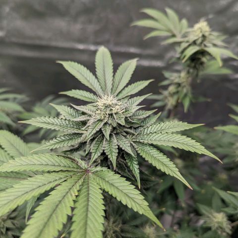 Apple Candies growlog timeline photo