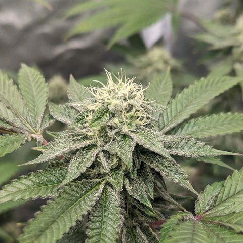 Apple Candies growlog timeline photo