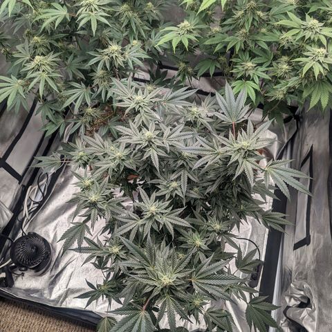 Apple Candies growlog timeline photo