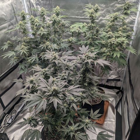 Apple Candies growlog timeline photo