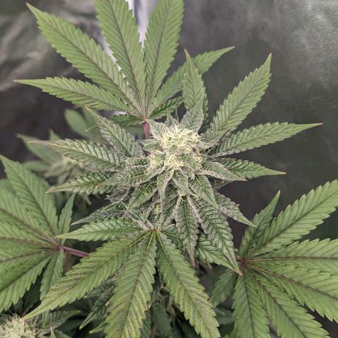 Apple Candies growlog timeline photo