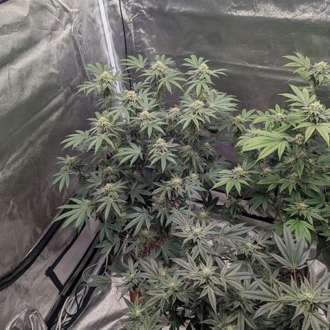 Apple Candies growlog timeline photo