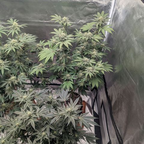 Apple Candies growlog timeline photo