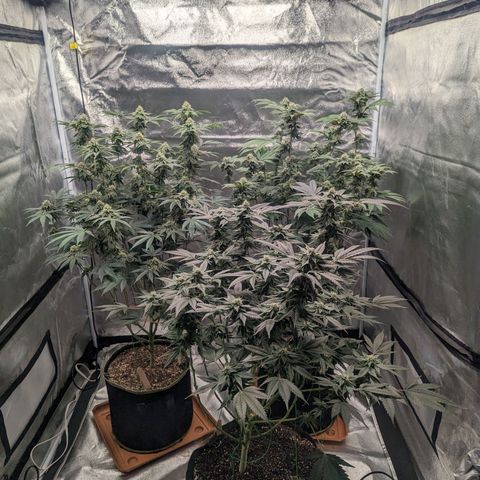 Apple Candies growlog timeline photo