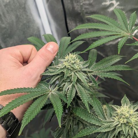 Apple Candies growlog timeline photo