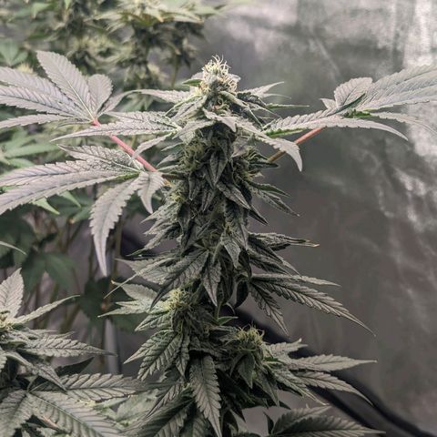 Apple Candies growlog timeline photo