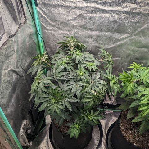 Lemon Cherry Gelato x Black Velvet #1 growlog timeline photo