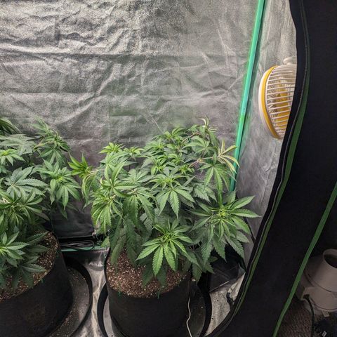 Lemon Cherry Gelato x Black Velvet #1 growlog timeline photo