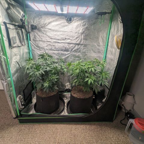 Lemon Cherry Gelato x Black Velvet #1 growlog timeline photo