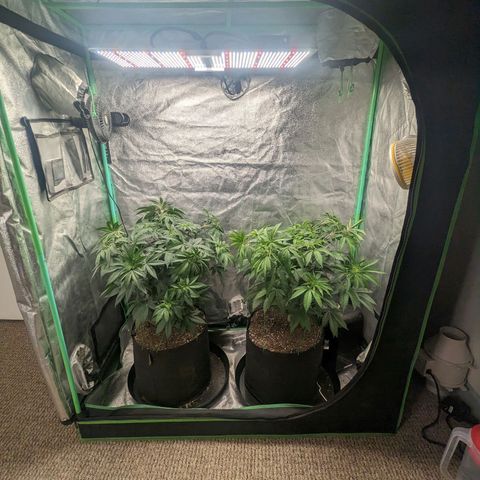 Lemon Cherry Gelato x Black Velvet #1 growlog timeline photo
