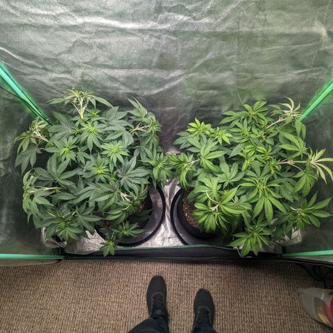 Lemon Cherry Gelato x Black Velvet #1 growlog timeline photo