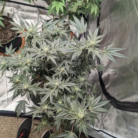 Apple Candies growlog photo: Last feeding 
