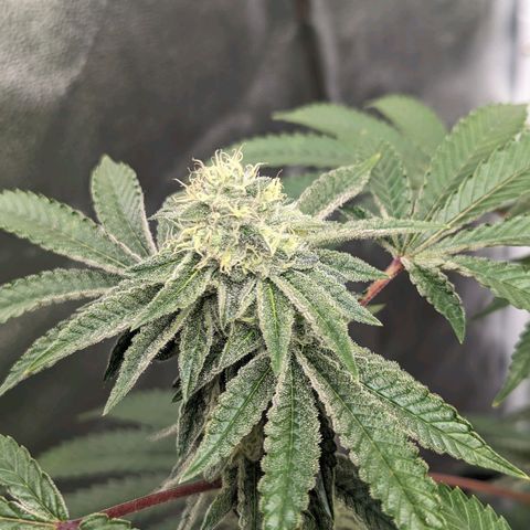 Apple Candies growlog photo: Last feeding 