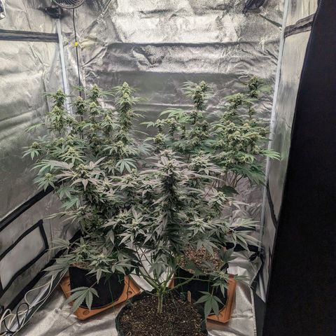 Apple Candies growlog photo: Last feeding 