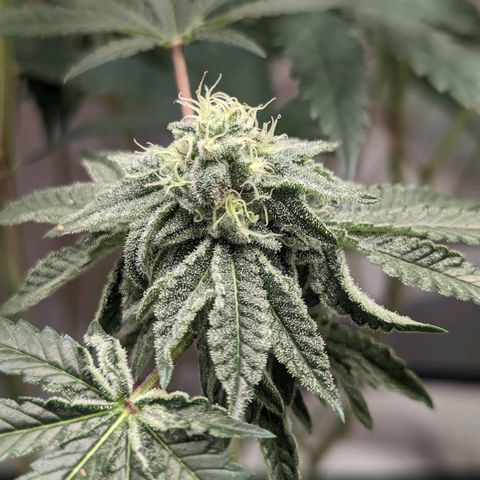 Apple Candies growlog photo: Last feeding 