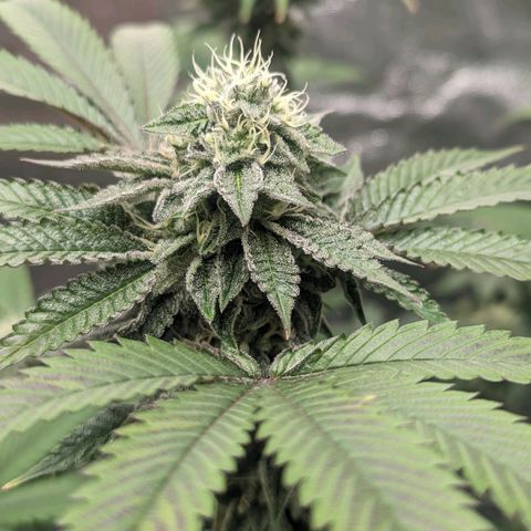 Apple Candies growlog photo: Last feeding 