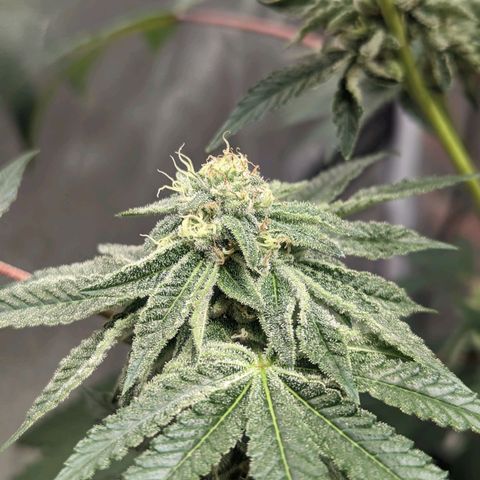 Apple Candies growlog photo: Last feeding 