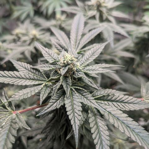 Apple Candies growlog photo: Last feeding 
