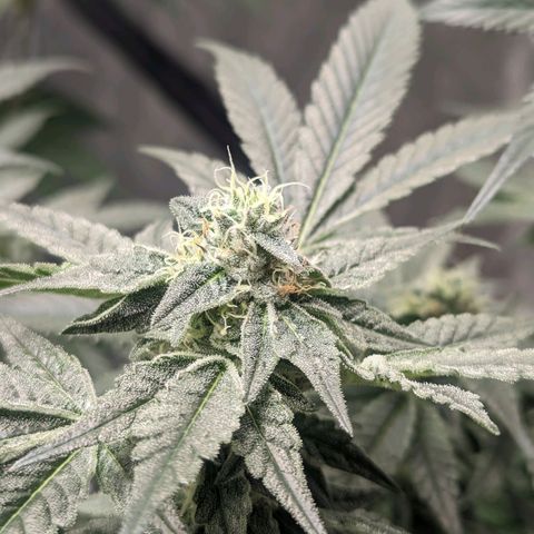 Apple Candies growlog photo: Last feeding 