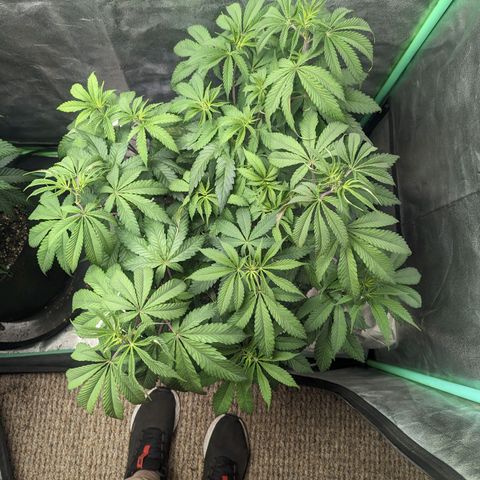 Lemon Cherry Gelato x Black Velvet #1 growlog timeline photo