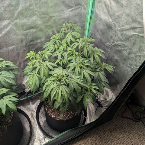 Lemon Cherry Gelato x Black Velvet #1 growlog timeline photo