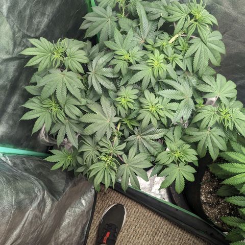 Lemon Cherry Gelato x Black Velvet #1 growlog timeline photo