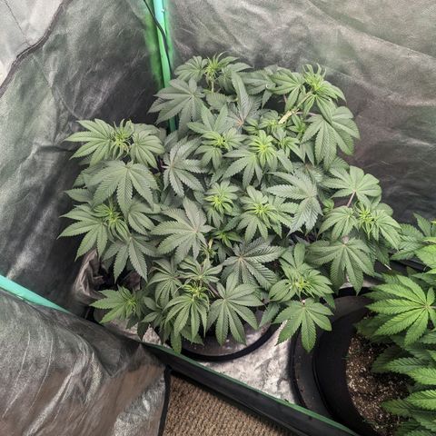 Lemon Cherry Gelato x Black Velvet #1 growlog timeline photo