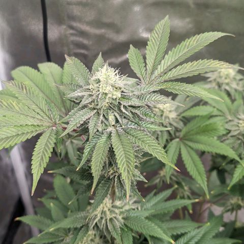 Apple Candies growlog timeline photo