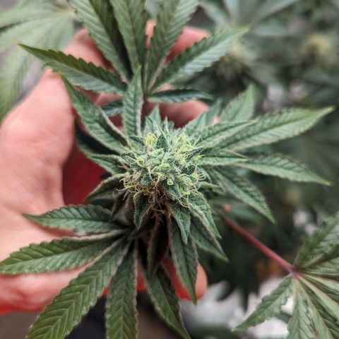 Apple Candies growlog timeline photo