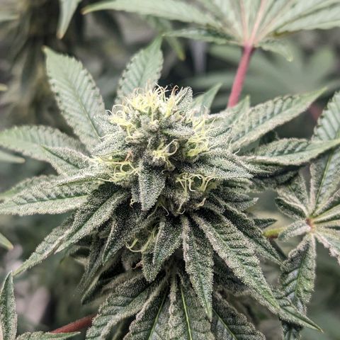 Apple Candies growlog timeline photo
